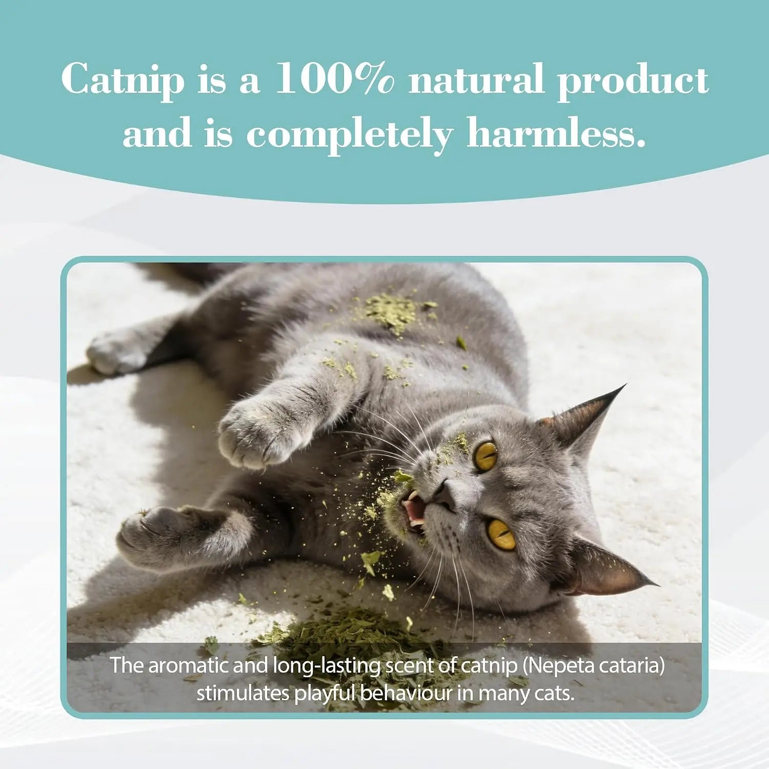 Bioline Premium Catnip 100% Natural Catnip Blend for Play & Enrichment Strong Aroma Safe & Non-Addictive – Supplement for Cat Toys Spray & Accessories (20G / 0.7 Oz)