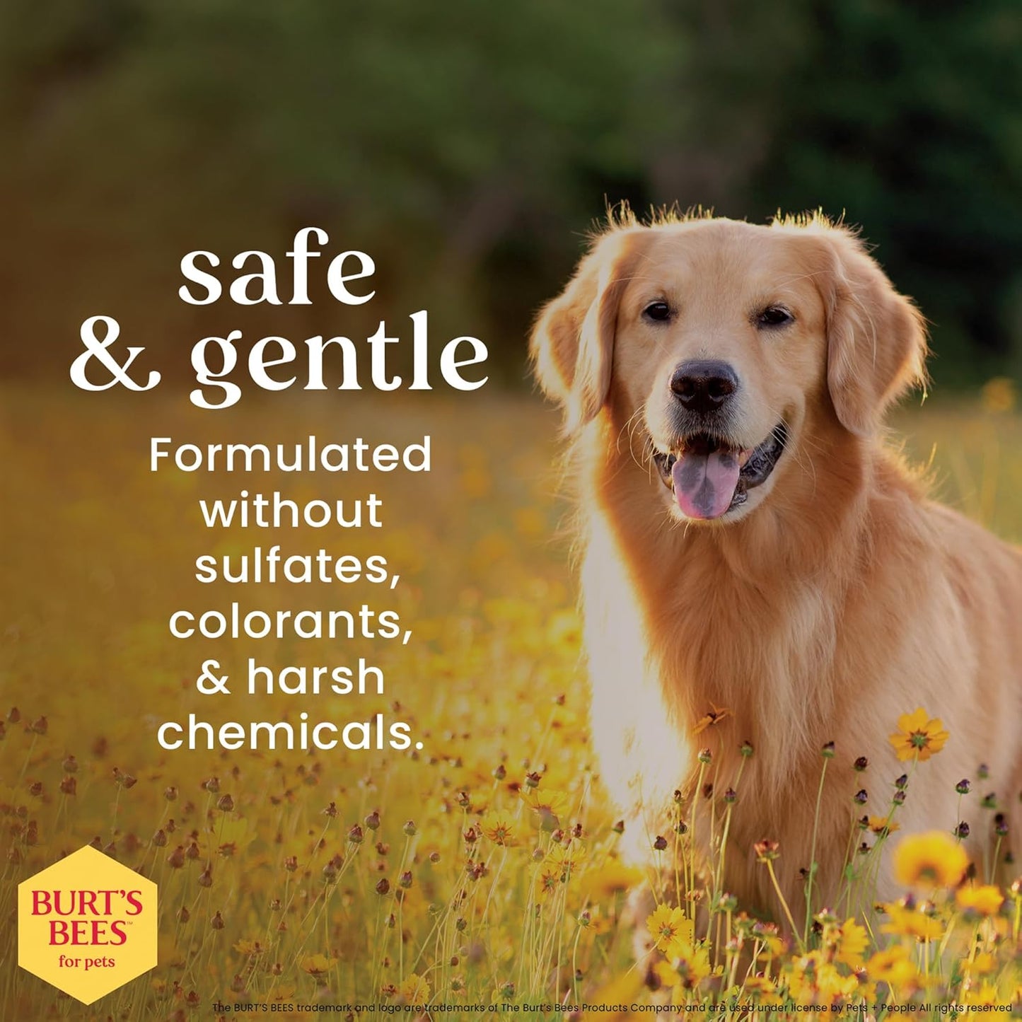 Burts Bees for Pets Waterless Shampoo Spray, with Apple & Honey, 10 Fl Oz | No-Rinse Waterless Formula, Ph Balanced, Ideal for Quick Touch-Ups between Full Baths, No Sulfates Parabens or Phthalates