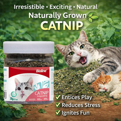 Bioline Premium Catnip 100% Natural Catnip Blend for Play & Enrichment Strong Aroma Safe & Non-Addictive – Supplement for Cat Toys Spray & Accessories (20G / 0.7 Oz)